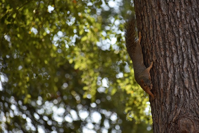 强势打野英 强势打野英