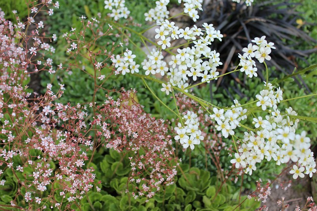 加纳虽组织
